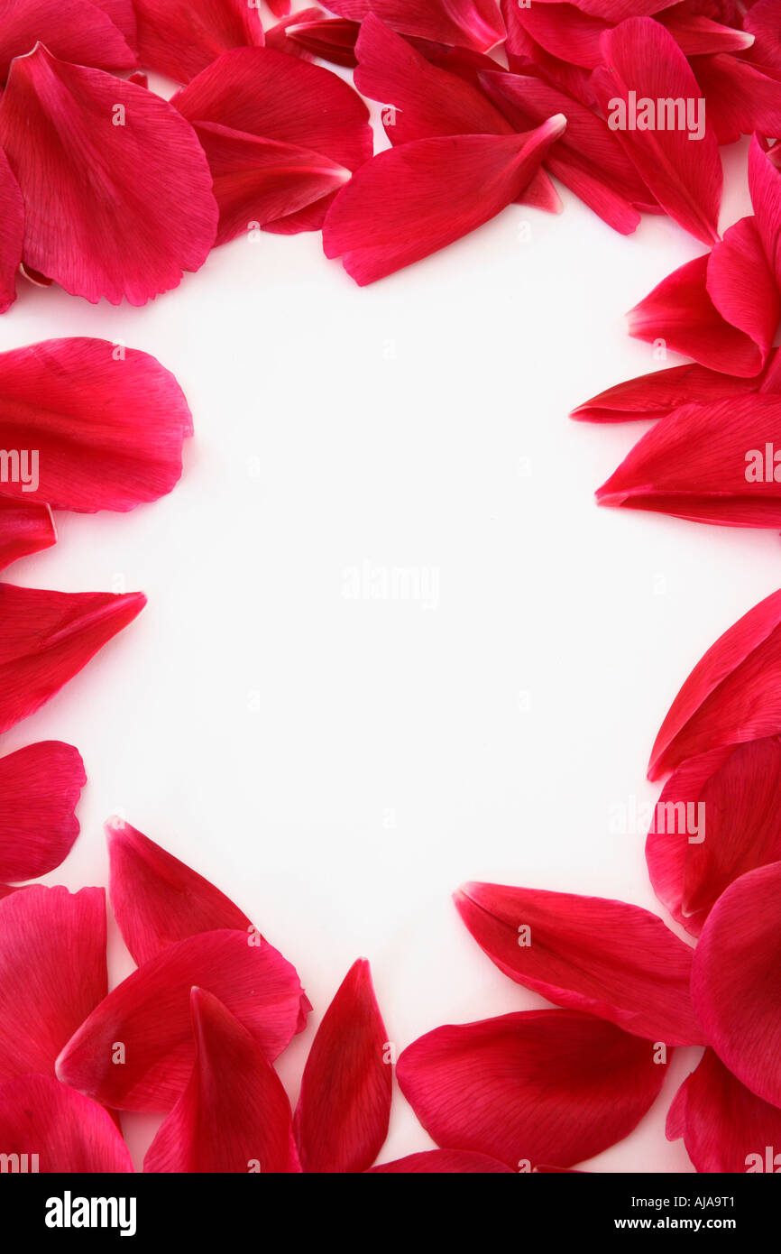 Un telaio di petali con copia bianca lo spazio ideale per matrimoni o di inviti alle note romantiche Foto Stock