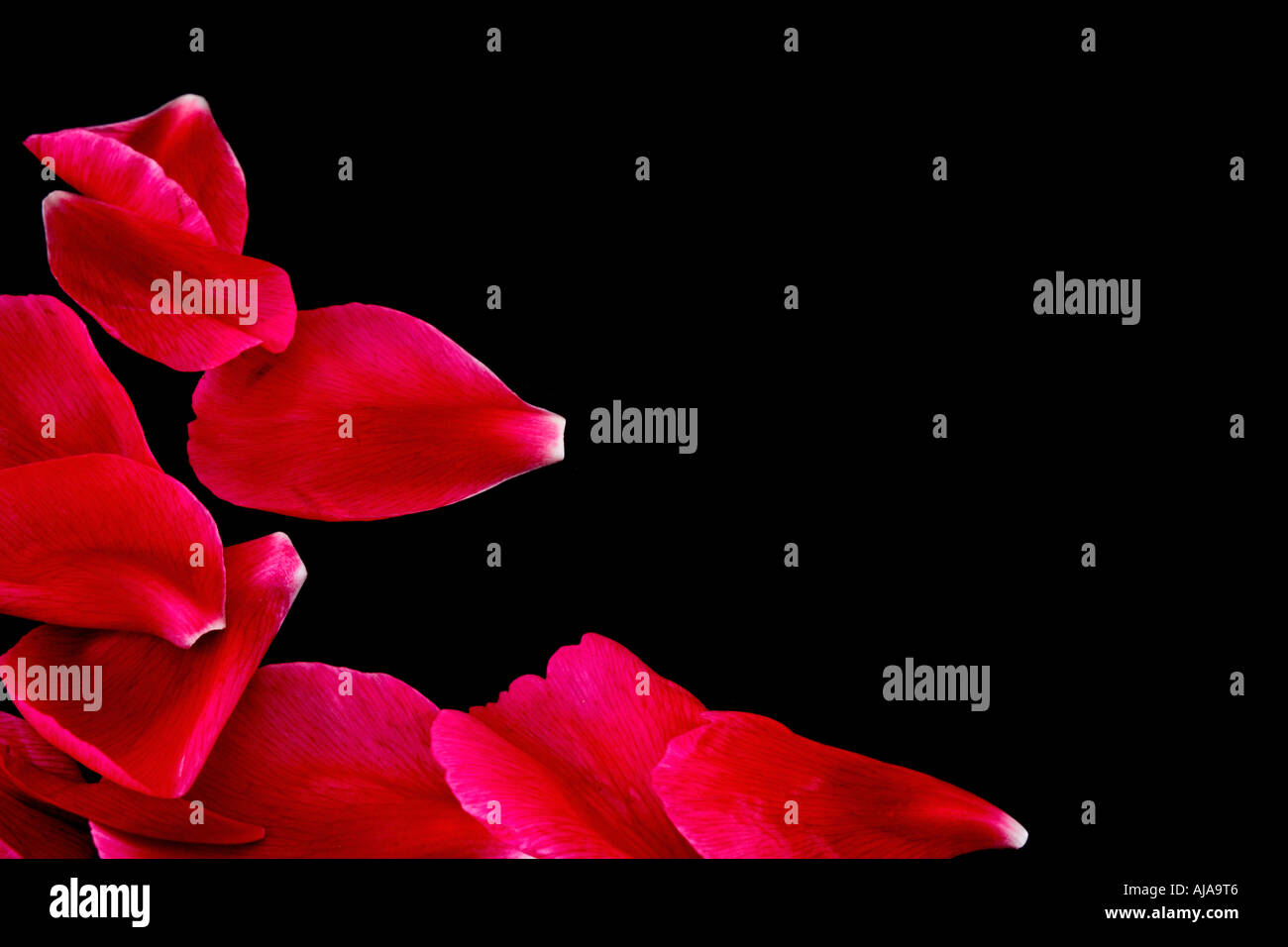 Rosso rubino petali sparsi su uno sfondo nero con spazio di copia Foto Stock