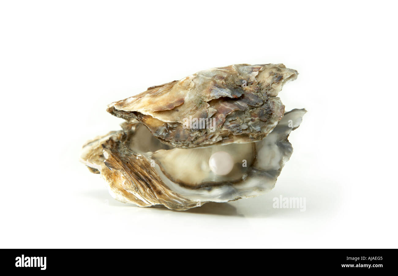 Guscio di ostrica perla pianura sfondo bianco tagliare ritaglio Foto Stock
