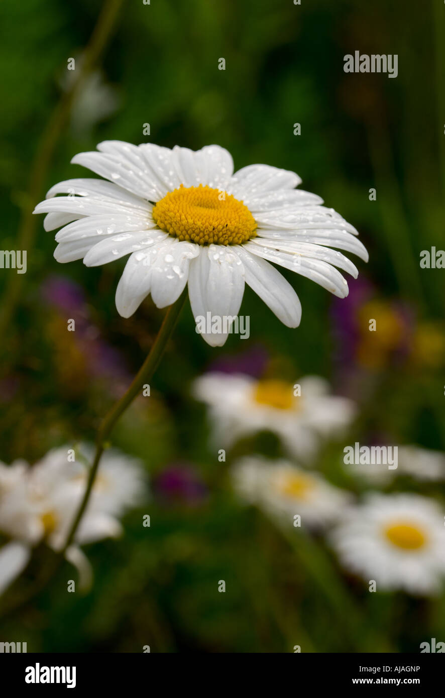 La camomilla in un prato impostazione con rugiada di mattina su petali Foto Stock