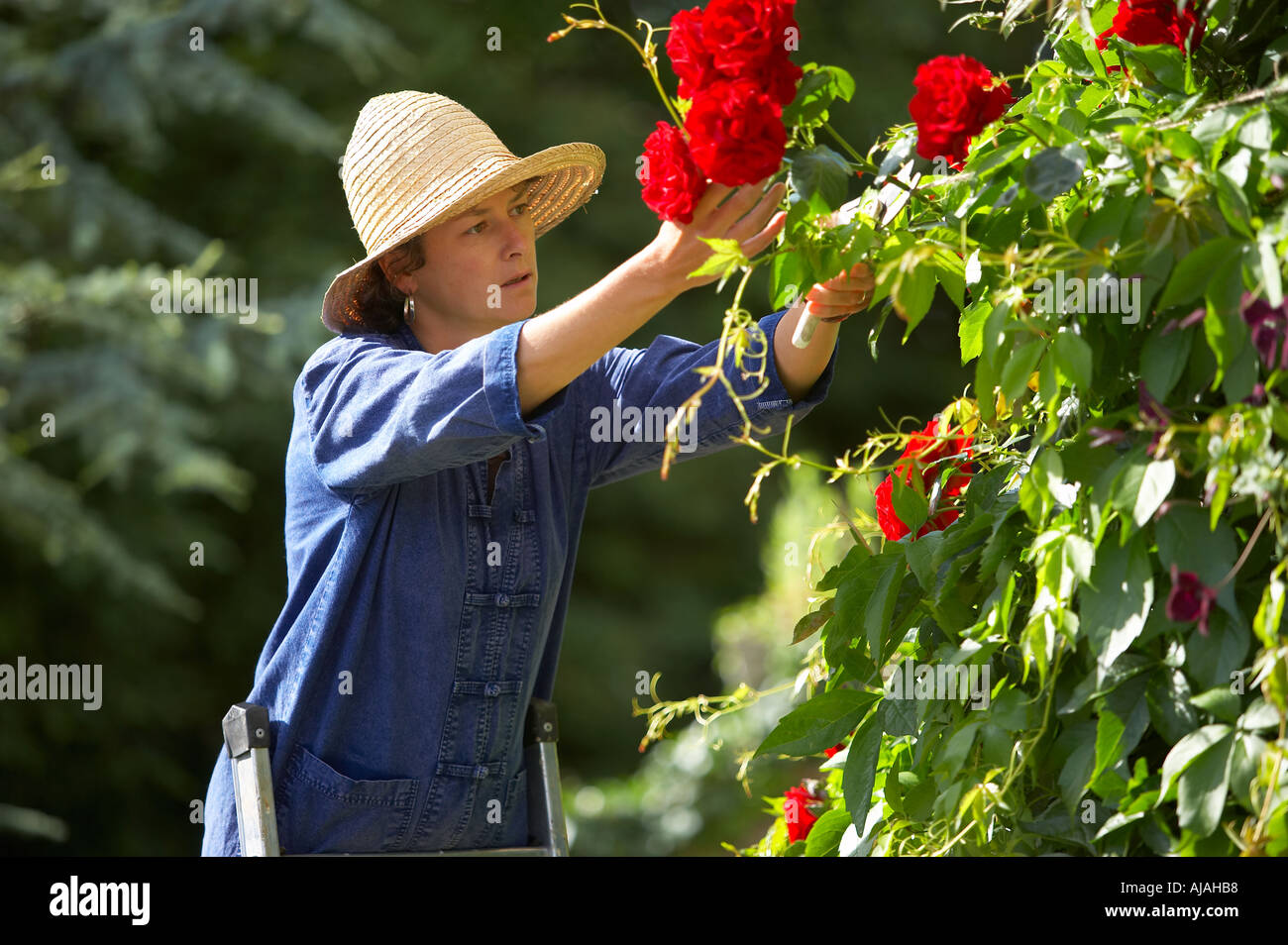 Donna modello rilasciato la potatura di rose in un giardino Dorset England Regno Unito Foto Stock