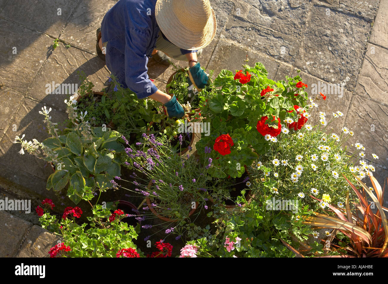 Donna modello rilasciato tendente vasi da fiori in un giardino di Dorset Regno Unito Inghilterra Foto Stock
