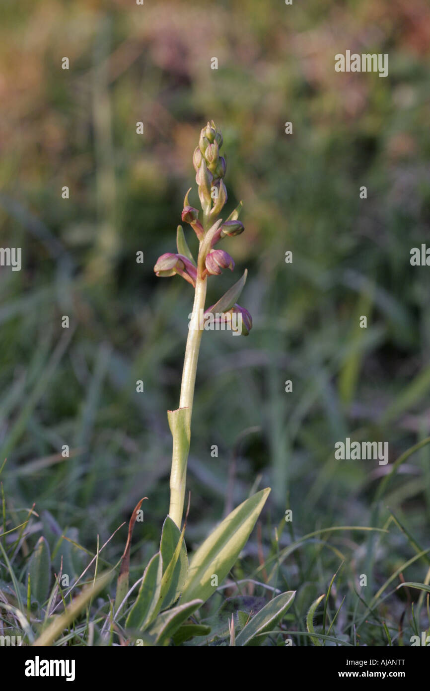 Impianto completo di una rana orchid, Coeloglossum viride Foto Stock