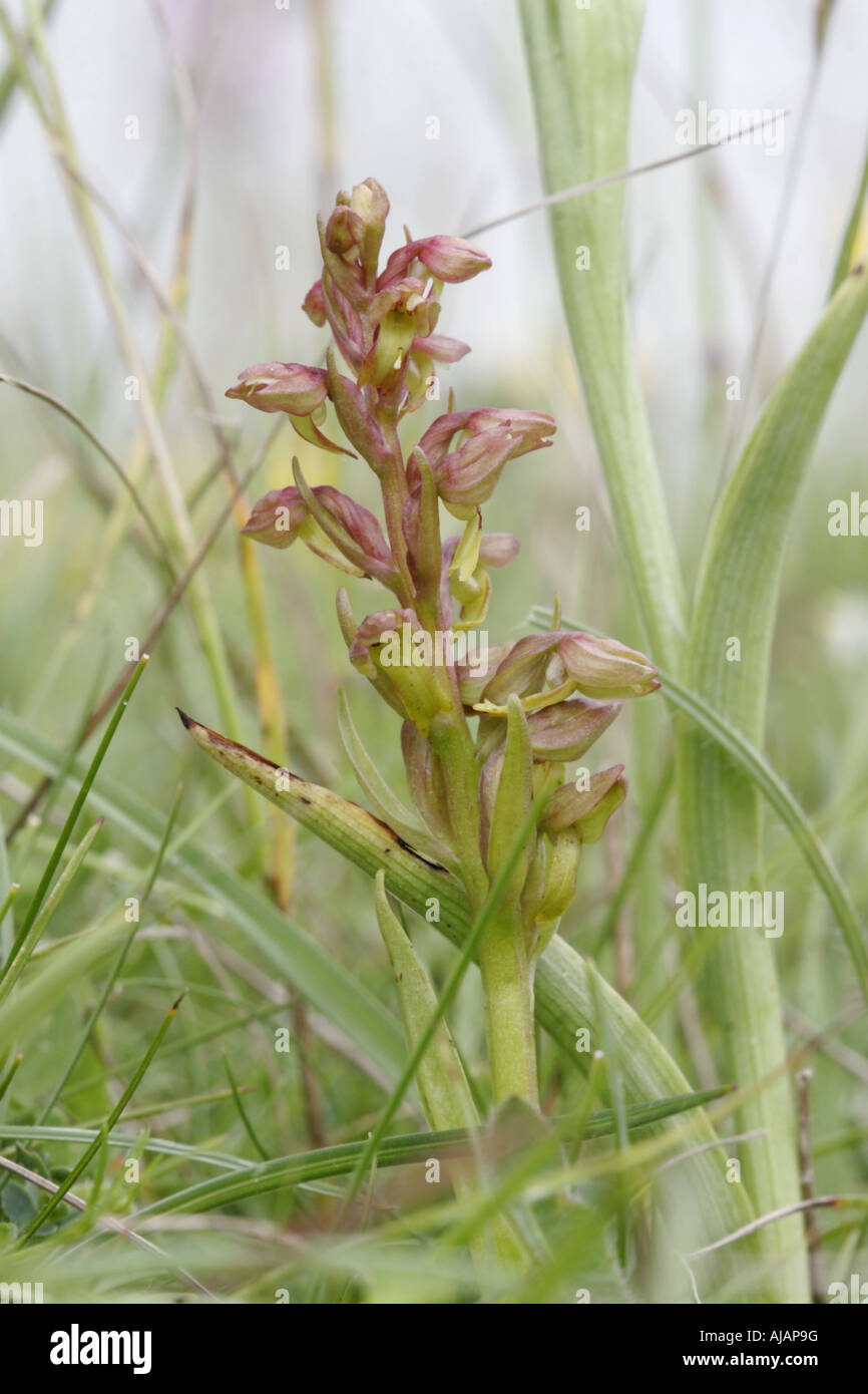 Flower spike di una rana orchid, Coeloglossum viride Foto Stock