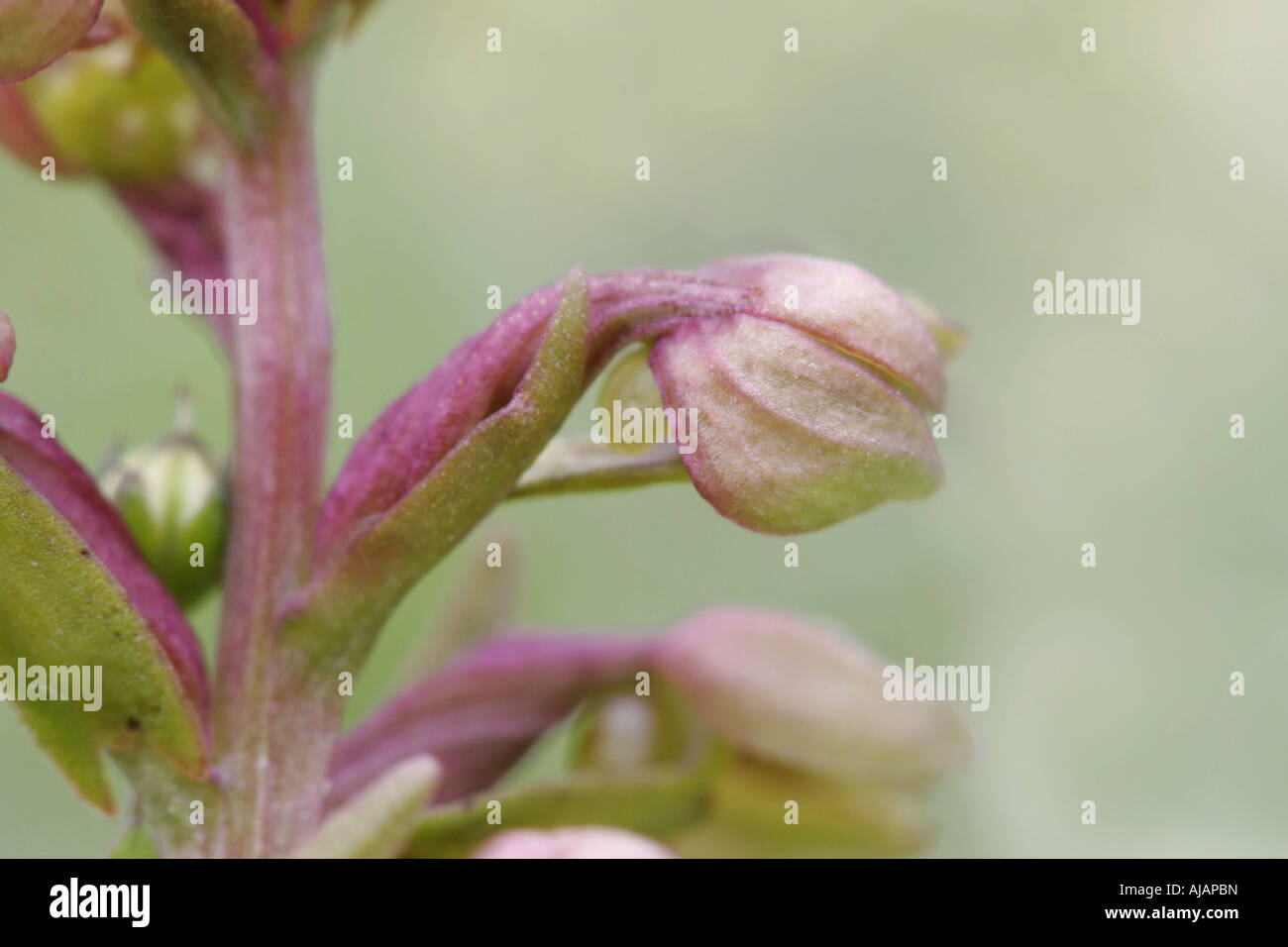 Fiore di una rana orchid, Coeloglossum viride Foto Stock