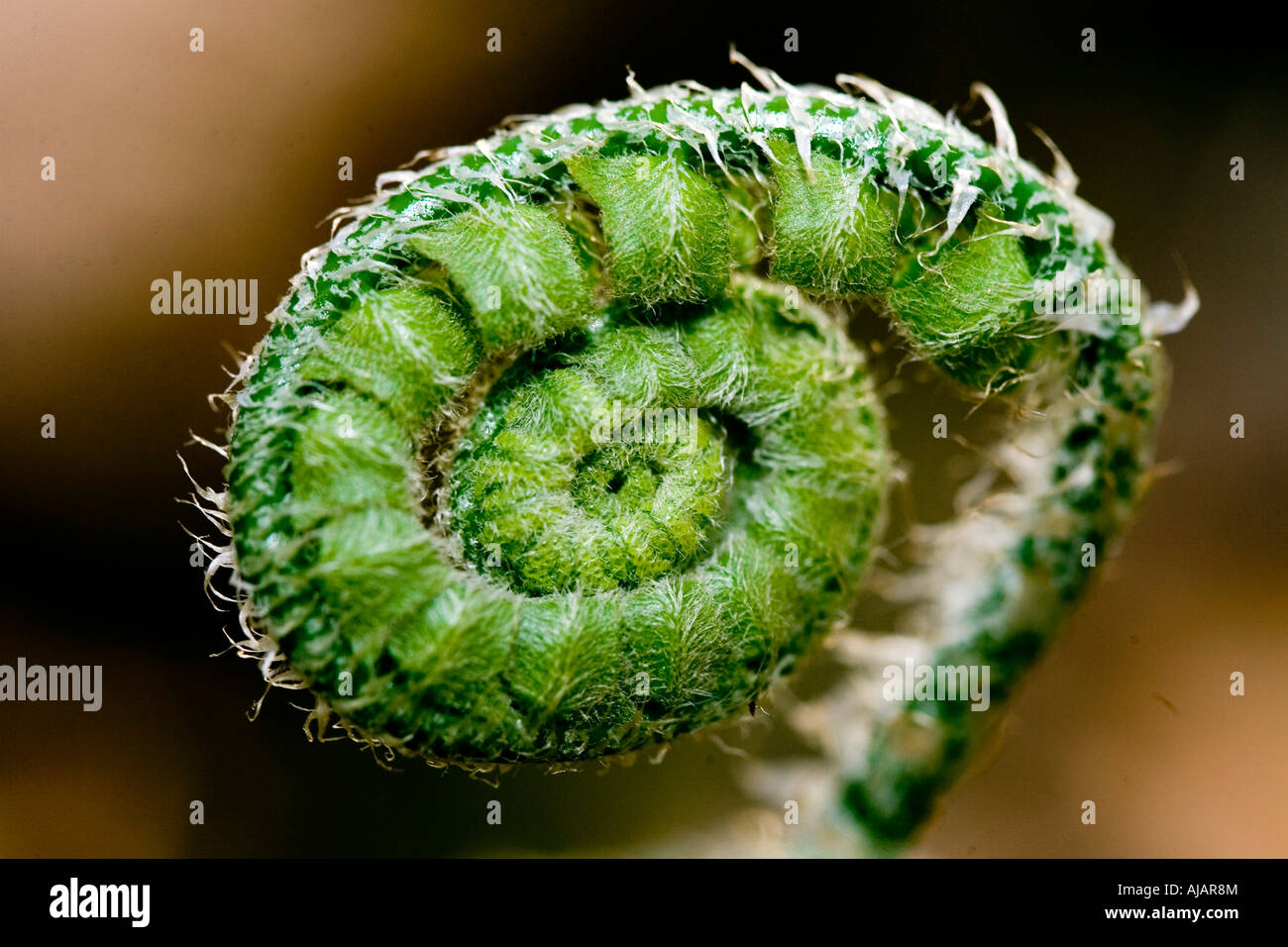 Felce giovani piante crescono lungo il lato di un sentiero natura in Virginia durante l inizio della primavera Foto Stock