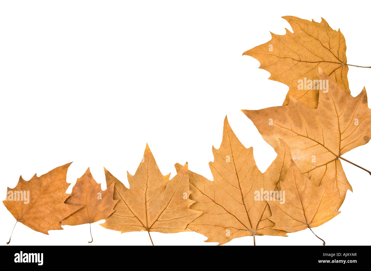 Piano-foglie di albero disposti su un angolo Foto Stock