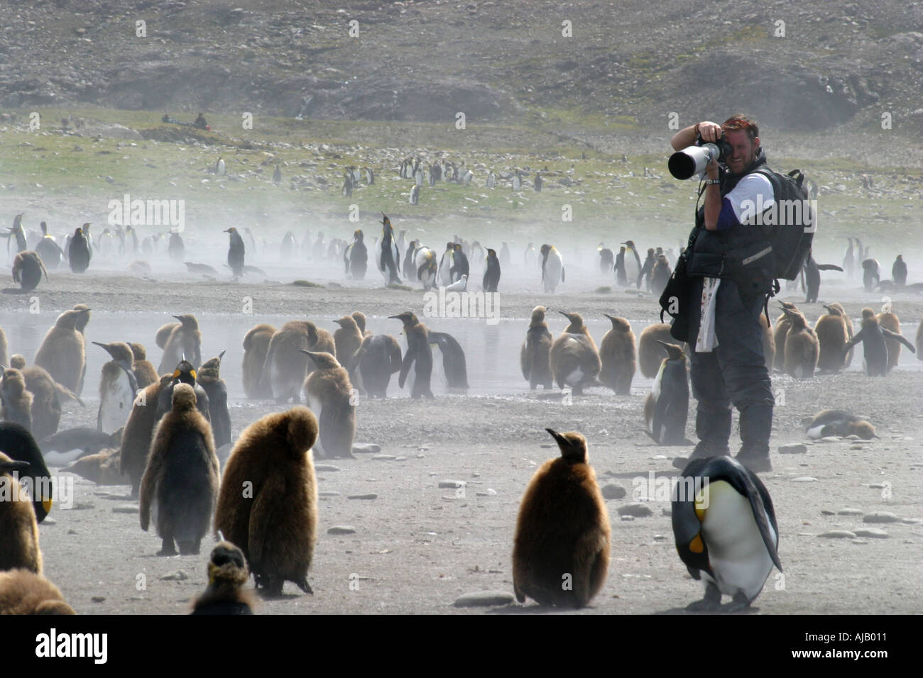 Fotografo con re pinguini a St Andrews Bay Georgia del Sud il Rookery più grande al mondo Foto Stock