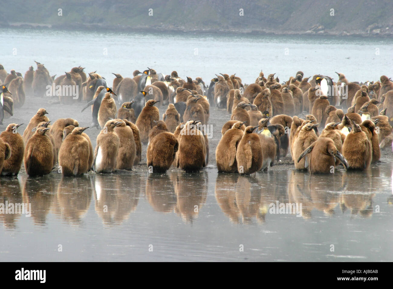 Pre muta fluffy attraente pinguino reale pulcini a St Andrews Bay Georgia del Sud del mondo s più grande rookery Foto Stock