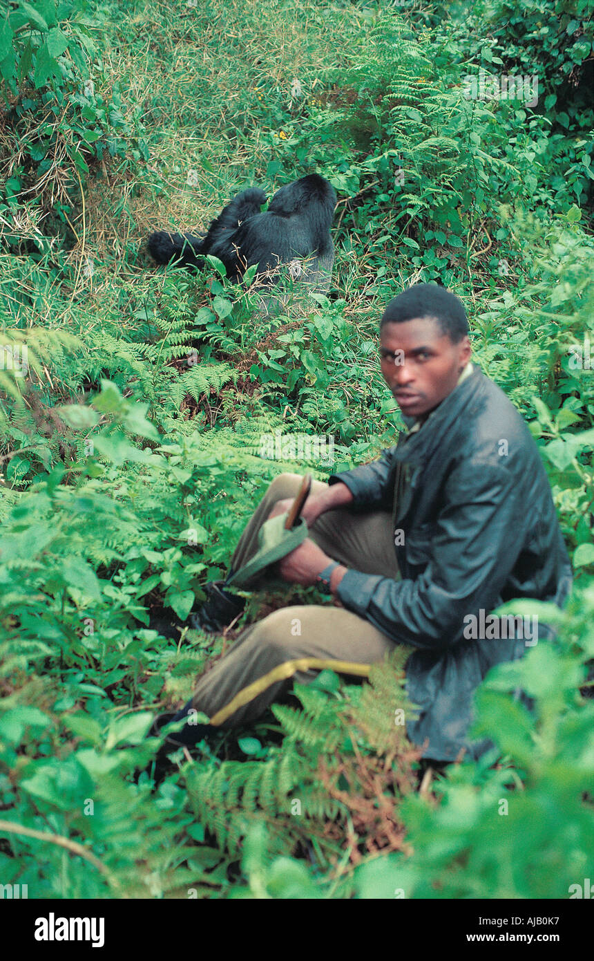 Nero guida africana in prossimità di gorilla di montagna nel Parc des Volcans Ruanda Africa centrale Foto Stock