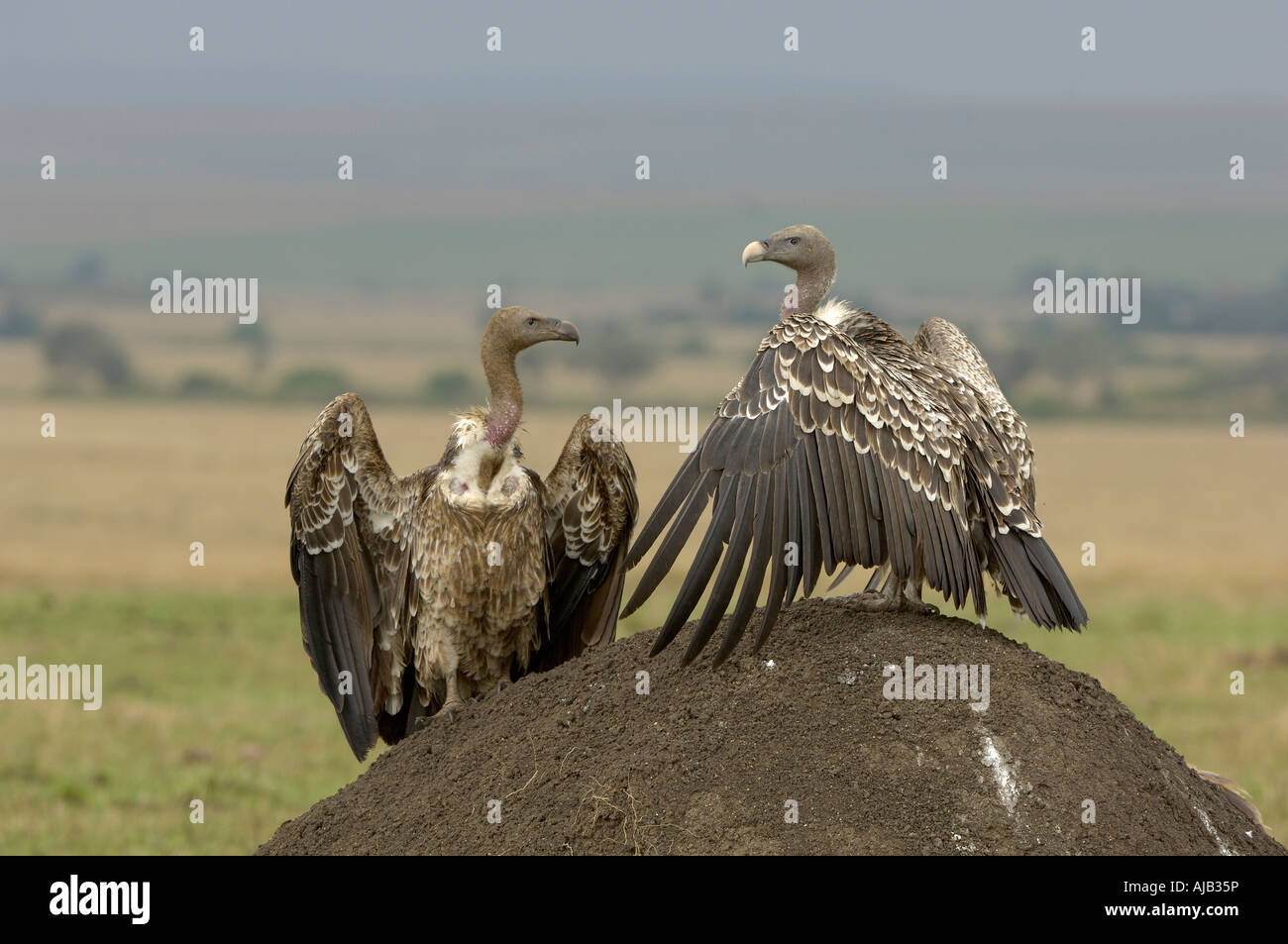 Dorso bianco Vulture Gyps africanus e Ruppells Vulture Gyps rueppellii arroccato su termite mound insieme Masaii Mara Kenya Foto Stock