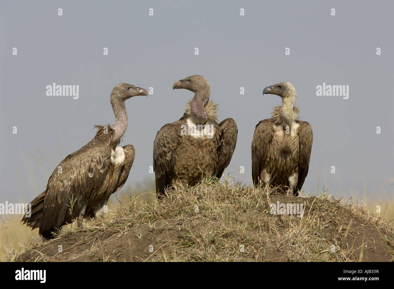 Tre bianchi backed Vulture Gyps africanus Masaii Mara Kenya appollaiato sul tumulo termite Foto Stock