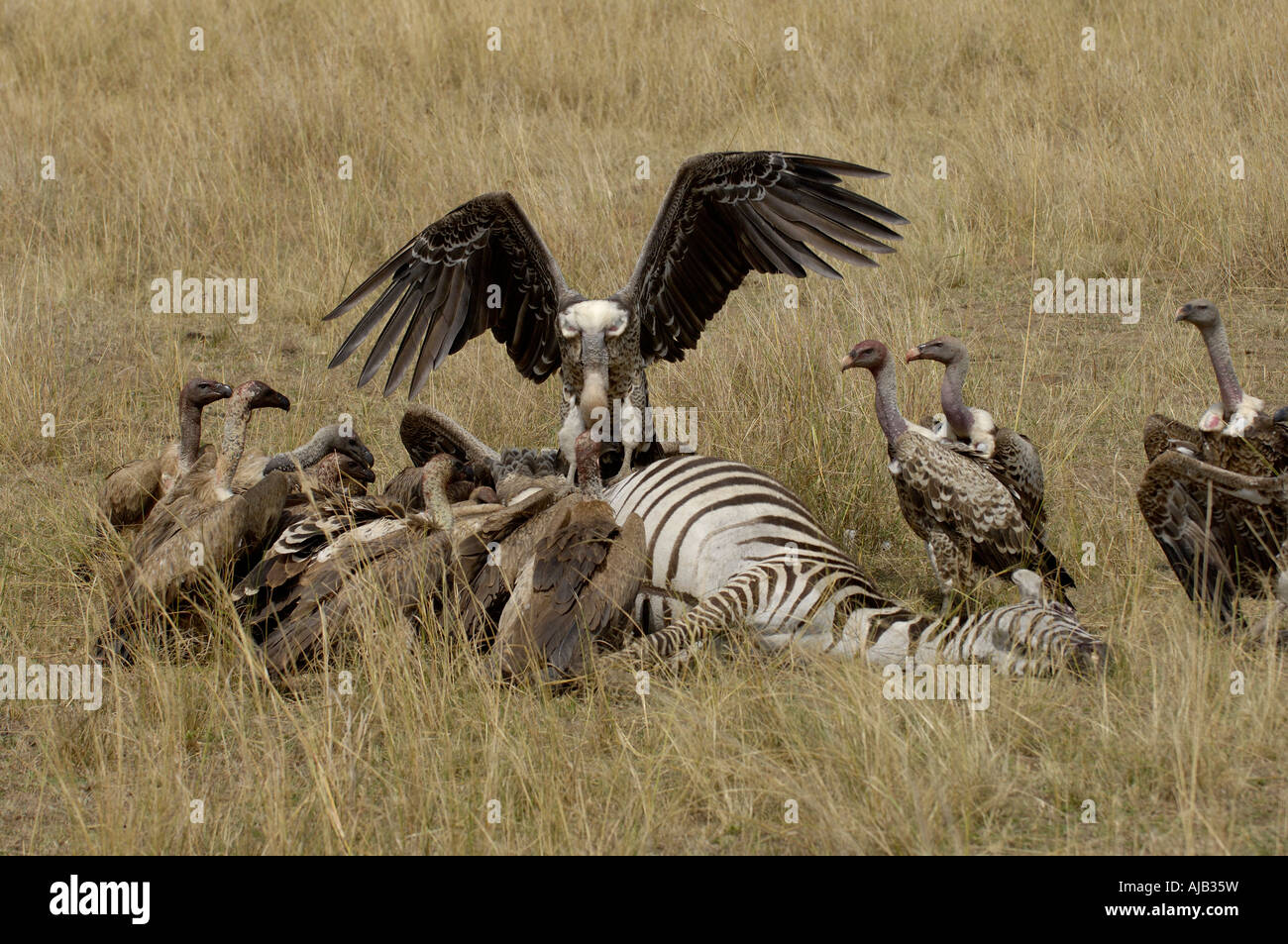Alimentazione avvoltoi sulla carcassa di zebra Masaii Mara Kenya Foto Stock
