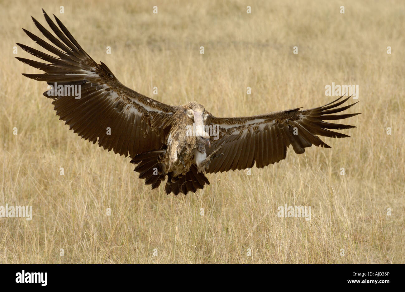 Dorso bianco Vulture Gyps africanus Masaii Mara Kenya in volo attorno alla terra Foto Stock