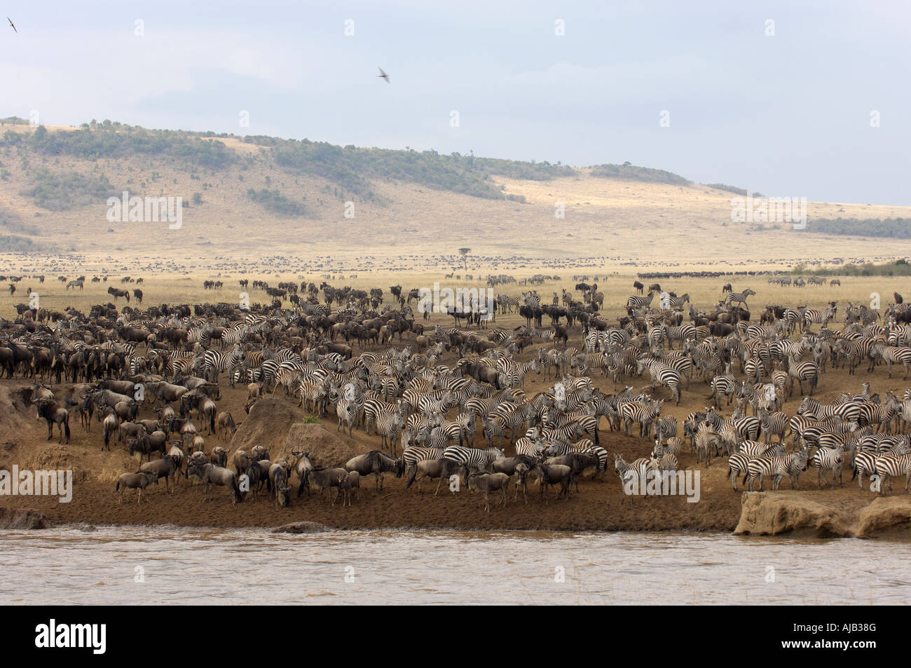 Zebra Equus quagga Masaii Mara Kenya riuniranno con GNU prima di attraversare il fiume Mara Foto Stock
