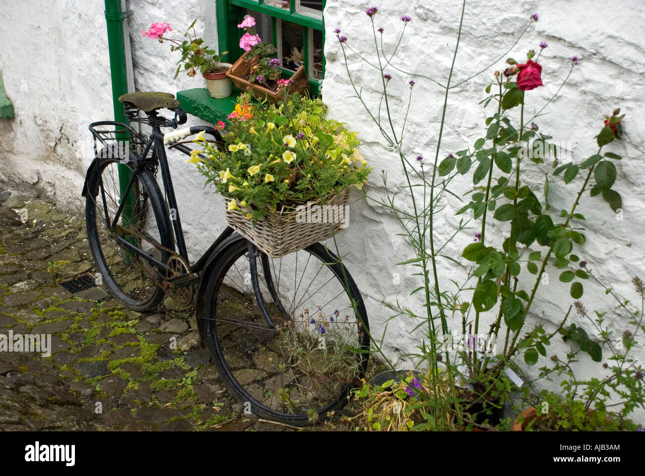 Vecchia bicicletta con fiori, al di fuori di un cottage irlandese Foto Stock