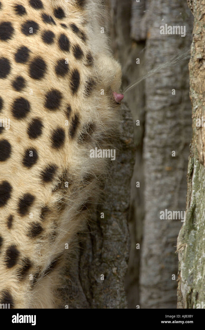 Ghepardo Acinonyx jubatus Masaii Mara Kenya marcatura a spruzzo di un albero Foto Stock