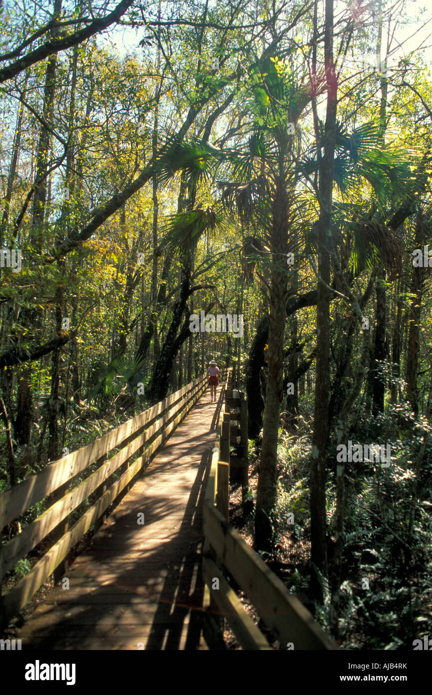 Sanibel Island, Florida, fl, fla, boardwalk passerella tramite thick groviglio di alberi, palme lee county Foto Stock