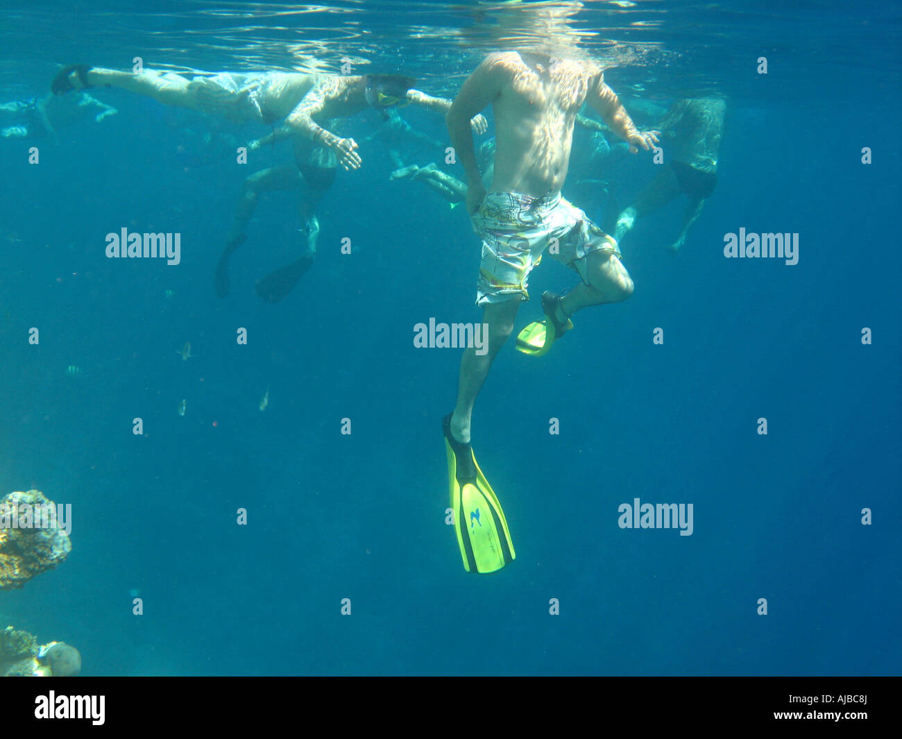 Immersioni subacquee foto di persone lo snorkeling in Mar Rosso presso il Canyon sito di immersione nei pressi di Dahab Sinai Egitto Foto Stock