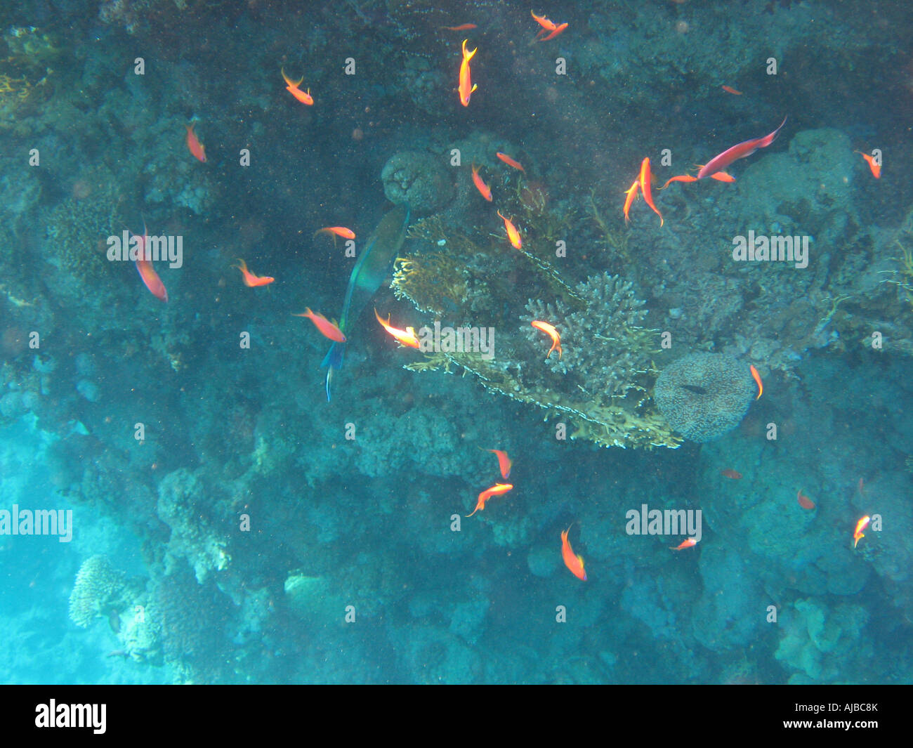 Immersioni subacquee foto di pesce sul fondale marino nel Mare Rosso presso il Canyon sito di immersione nei pressi di Dahab Sinai Egitto Foto Stock