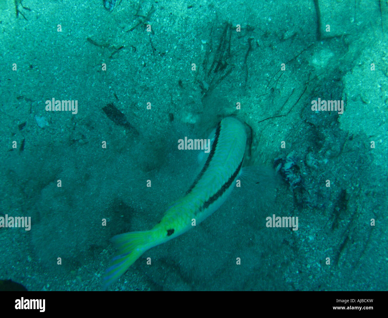 La subacquea Immagine di un Forsskal del pesce di capra Parupeneus forsskali in Mar Rosso al faro sito di immersione nei pressi di Dahab Sinai Egy Foto Stock La subacquea Immagine di un Forsskal del pesce di capra Parupeneus forsskali in Mar Rosso al faro sito di immersione nei pressi di Dahab Sinai Egy Foto Stock