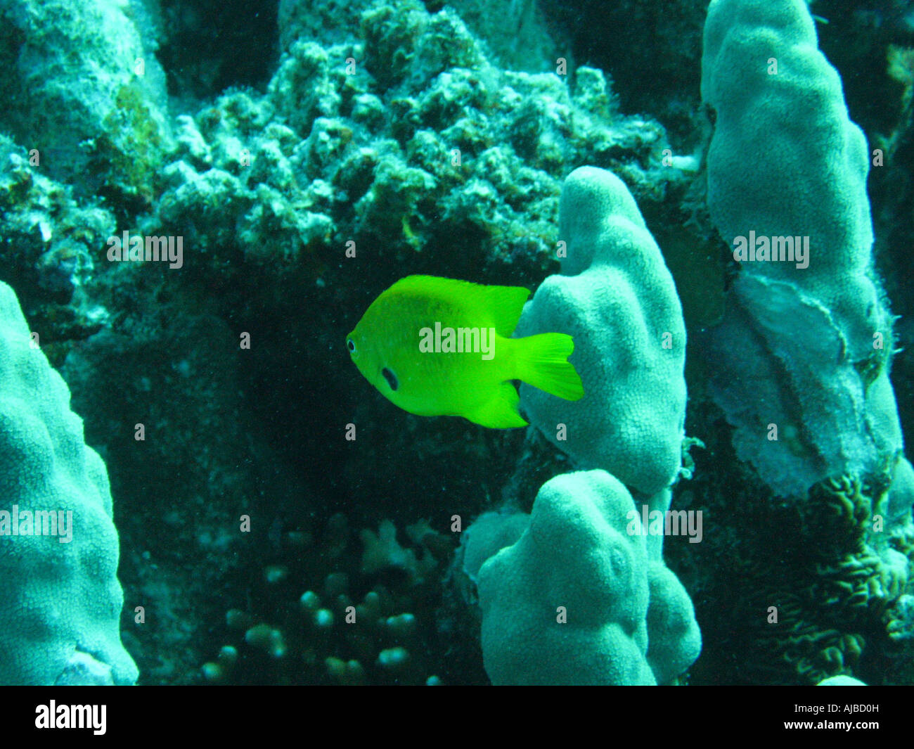 La subacquea Immagine di una fanciulla pesci nel mare Rosso Isole al sito di immersione nei pressi di Dahab Sinai Egitto Foto Stock