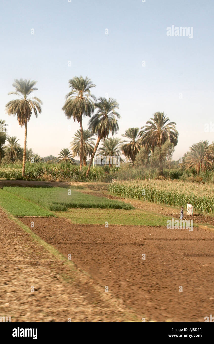 Il contadino le persone che lavorano in campi irrigati in terreni agricoli nei pressi di Edfu nell Alto Egitto Sud Africa Foto Stock