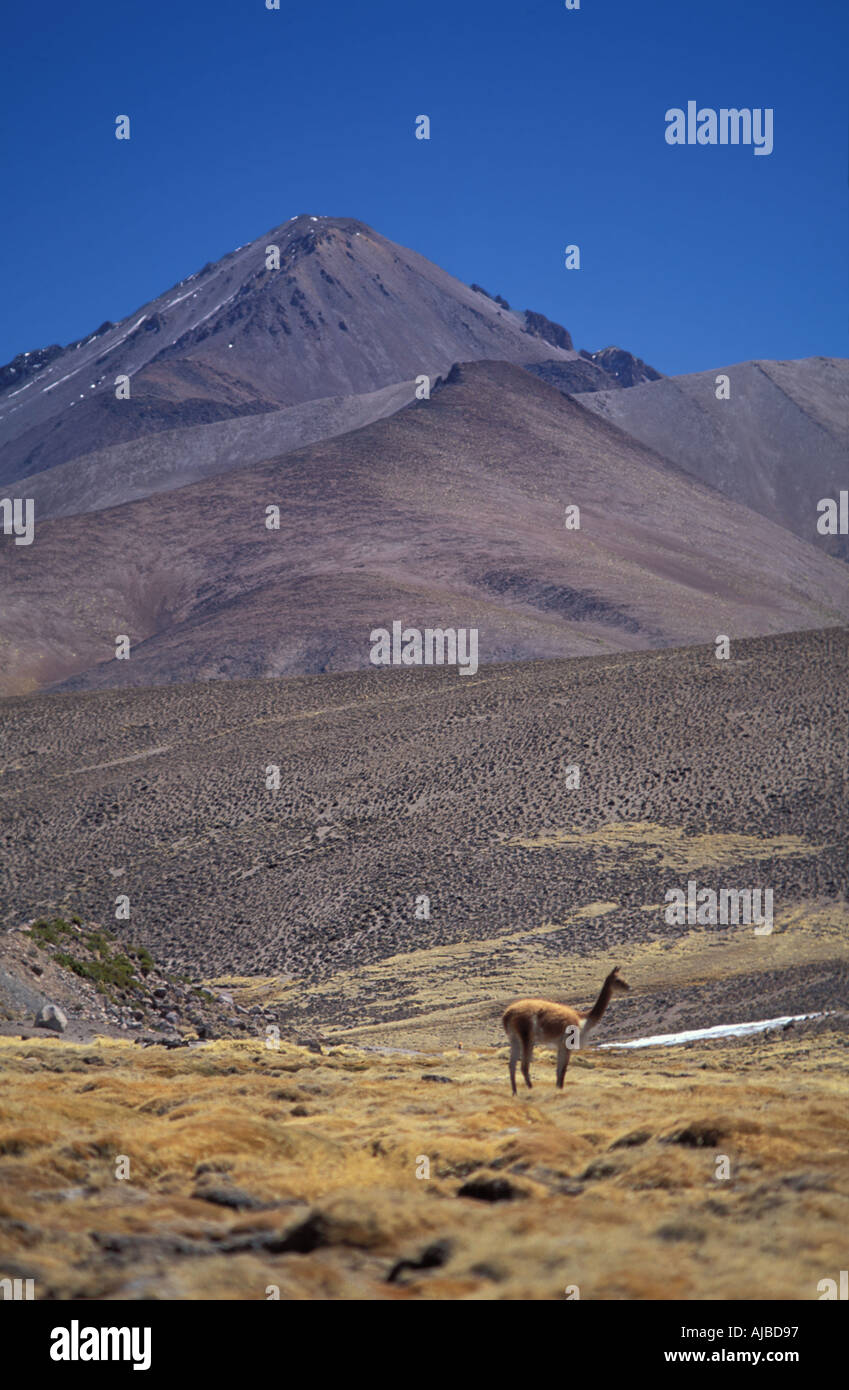 Vicuña un camelid correlata alla lama e alpaca ma più piccolo e più scarsi in Lauca Parco Nazionale di Cile settentrionale Foto Stock