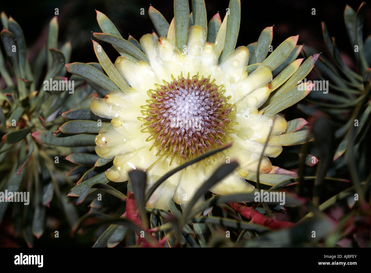 Chiusura del Thistle Protea dopo la pioggia - Protea scolymocephala- Famiglia Proteaceae Foto Stock