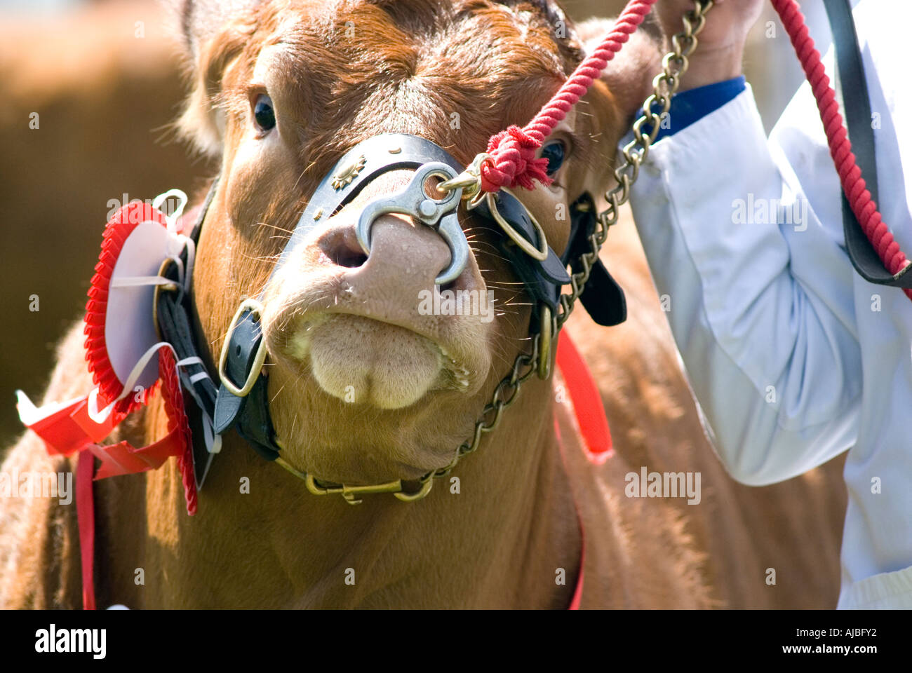 Bestiame al Burwarton mostrano in Shropshire Foto Stock