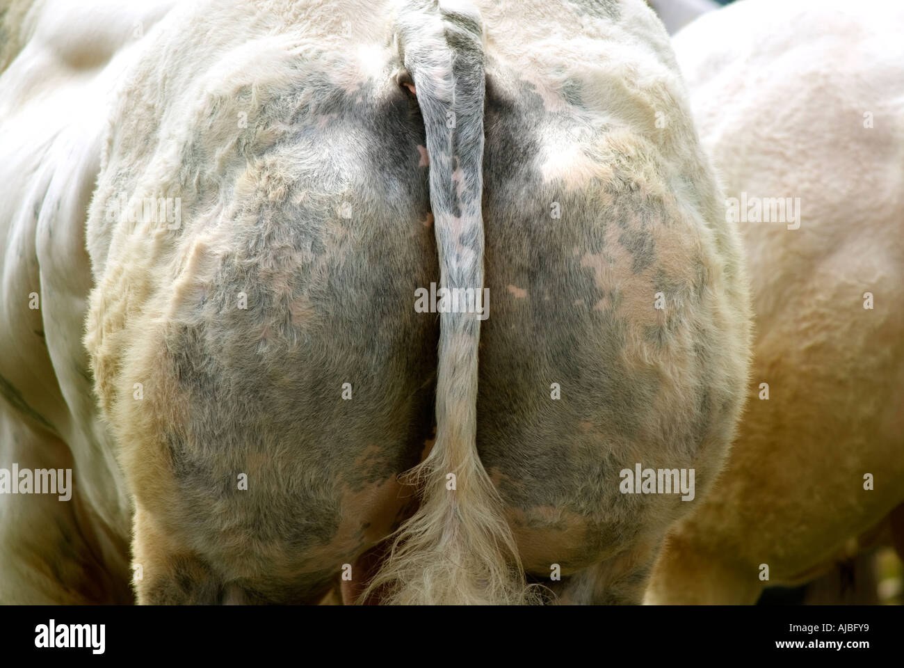 Belga Blue bull a Burwarton mostrano in Shropshire Foto Stock