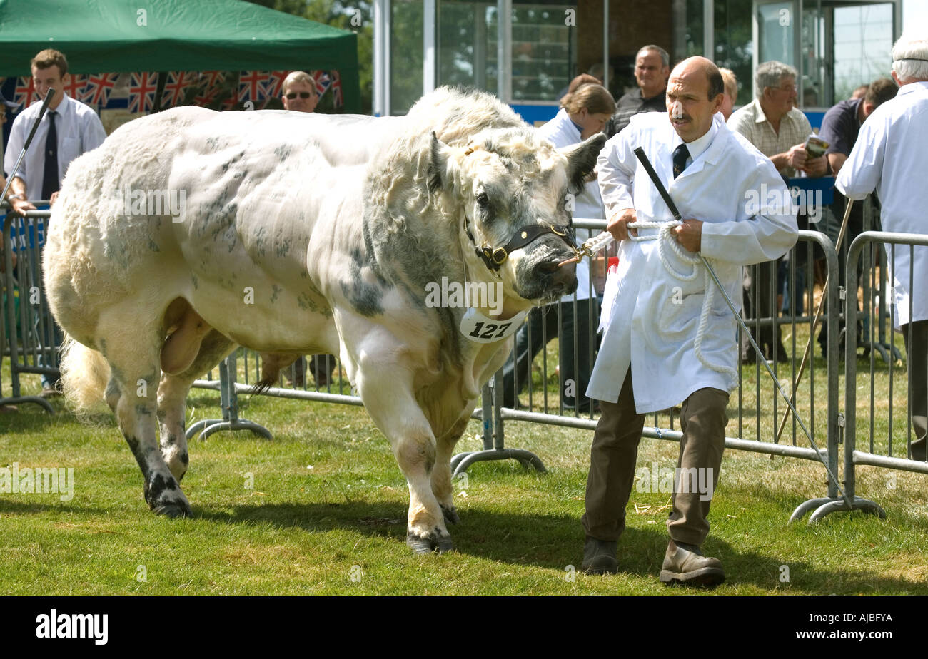 Belga Blue bull a Burwarton mostrano in Shropshire Foto Stock