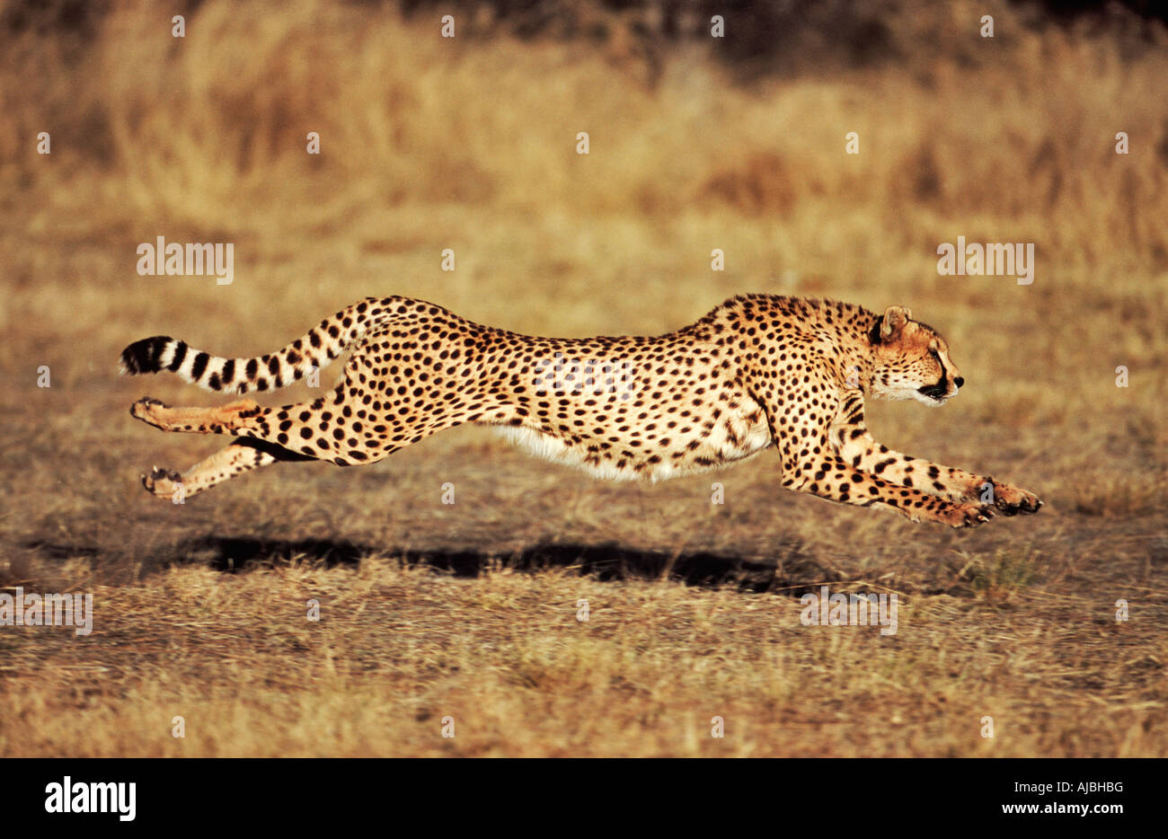 Vista frontale di una femmina di ghepardo (Acinonyx jubatus) in esecuzione Foto Stock