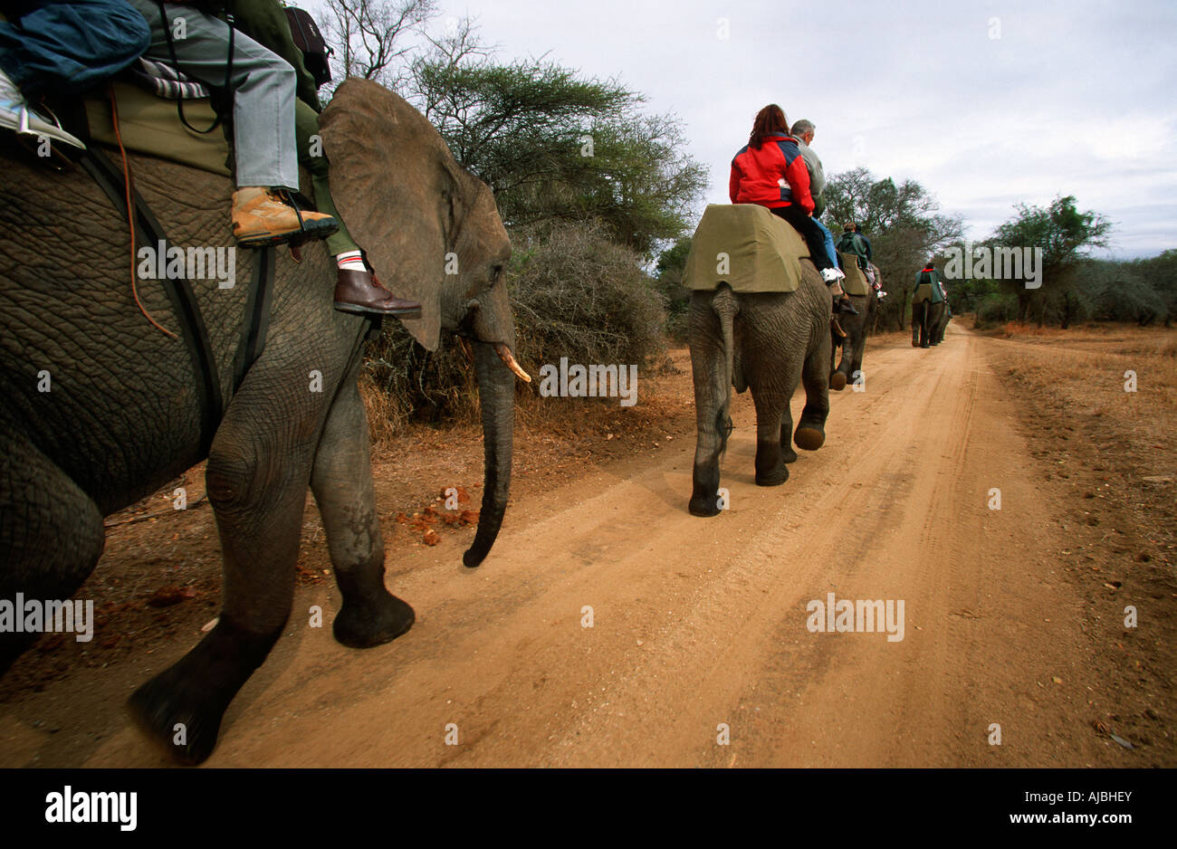 I turisti su un Elefante africano (Loxodonta africana) Safari Foto Stock