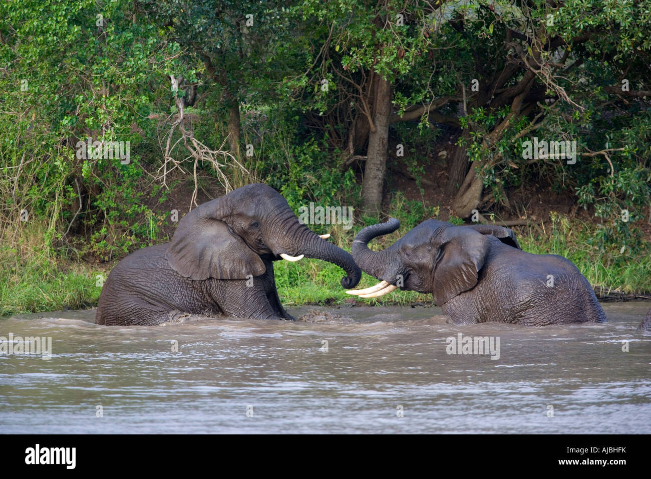 Elefante africano (Loxodonta africana) Coppia giocando nel fiume Foto Stock