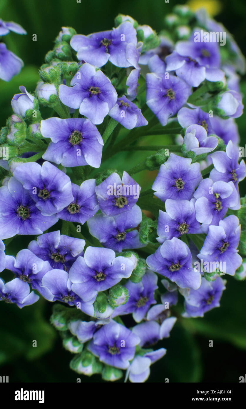 Myosotidium Hortensia Isola Chatham Non Ti Scordar Di Me