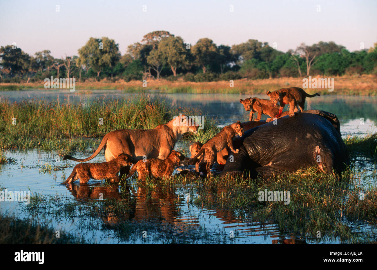 Ritratto di Leonessa (Panthera leo) e lupetti sull'elefante africano (Loxodonta africana) a Carcŕs in acqua Foto Stock