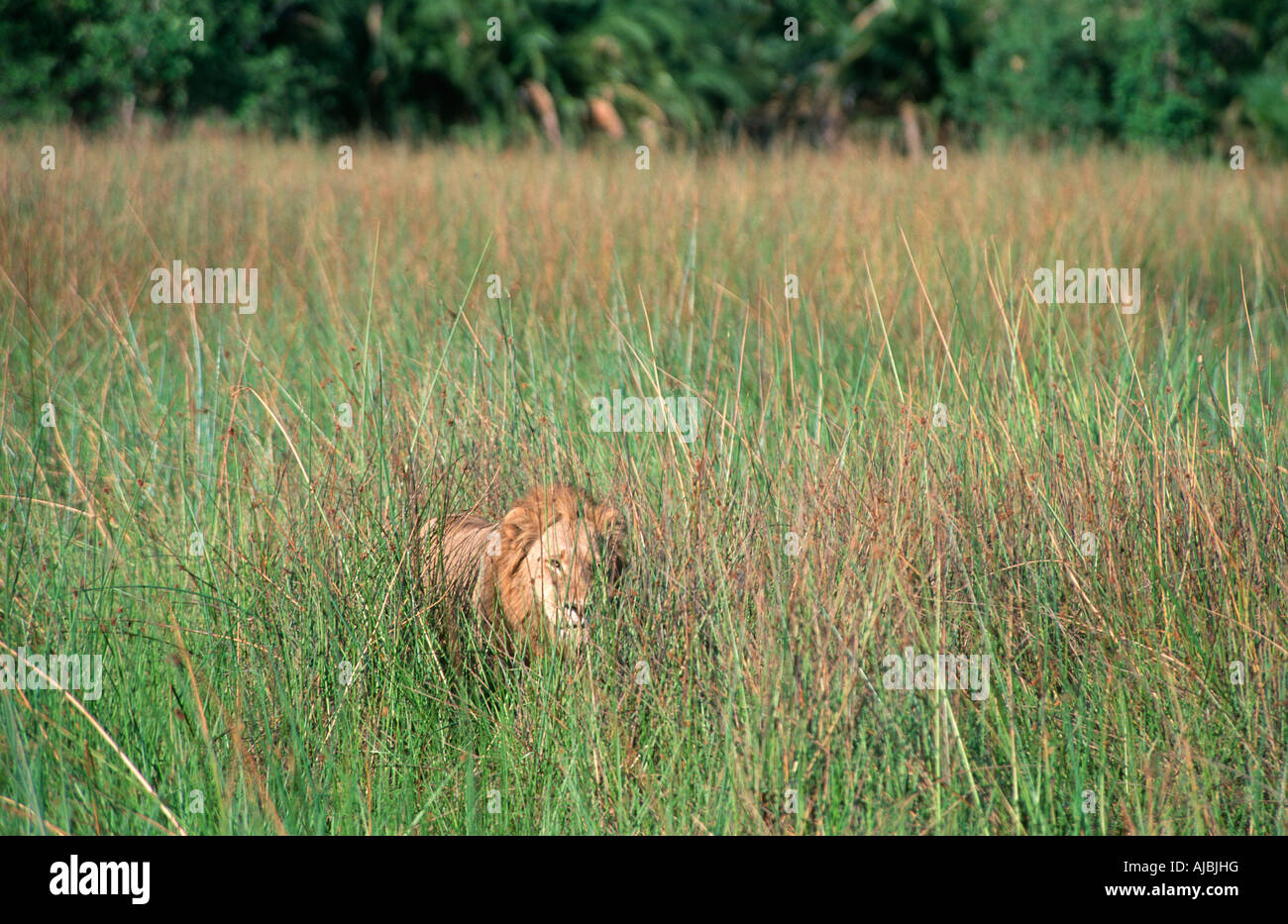 Lion (Panthera leo) Passeggiate in erba lunga Foto Stock