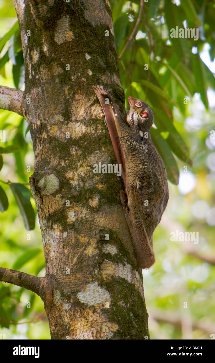 Lemuri volanti (Cyncphalus variegatus) rampicante Foto Stock