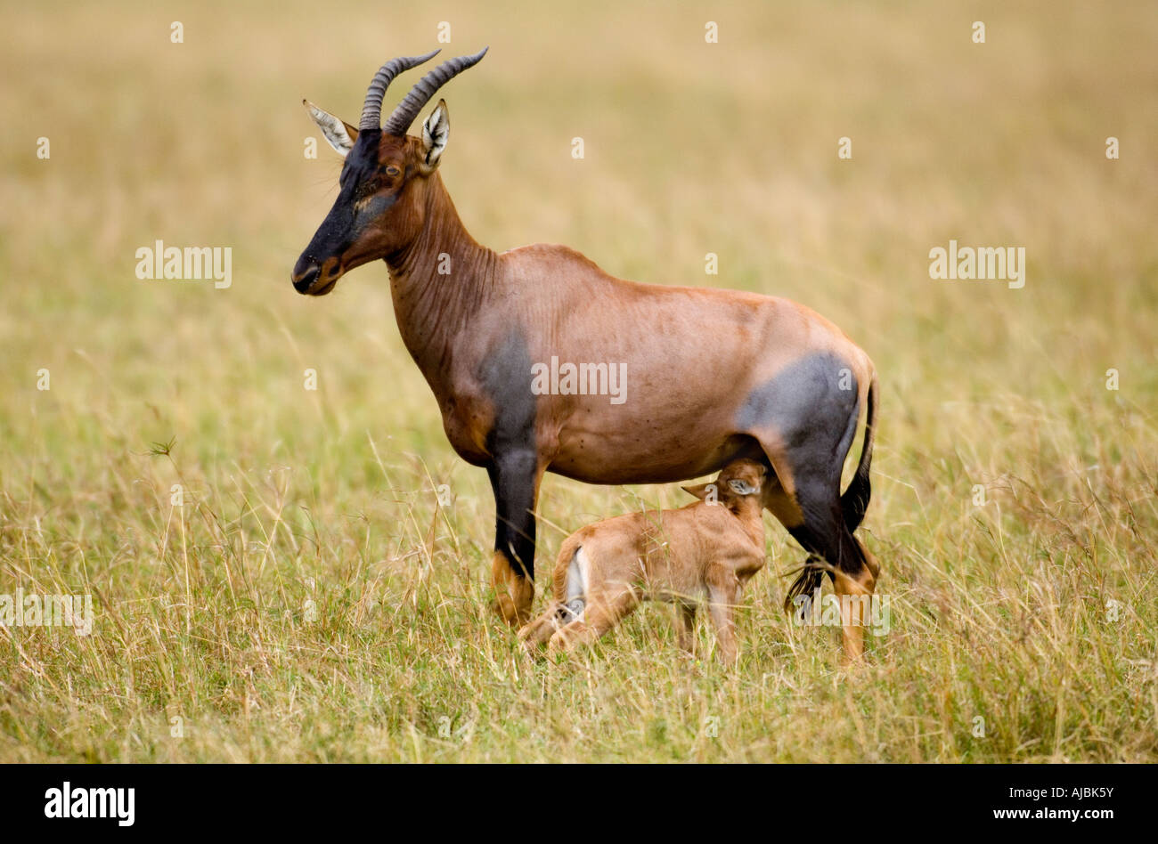 Ritratto di topi (Damaliscus lunatus) vitello lattante da sua madre Foto Stock