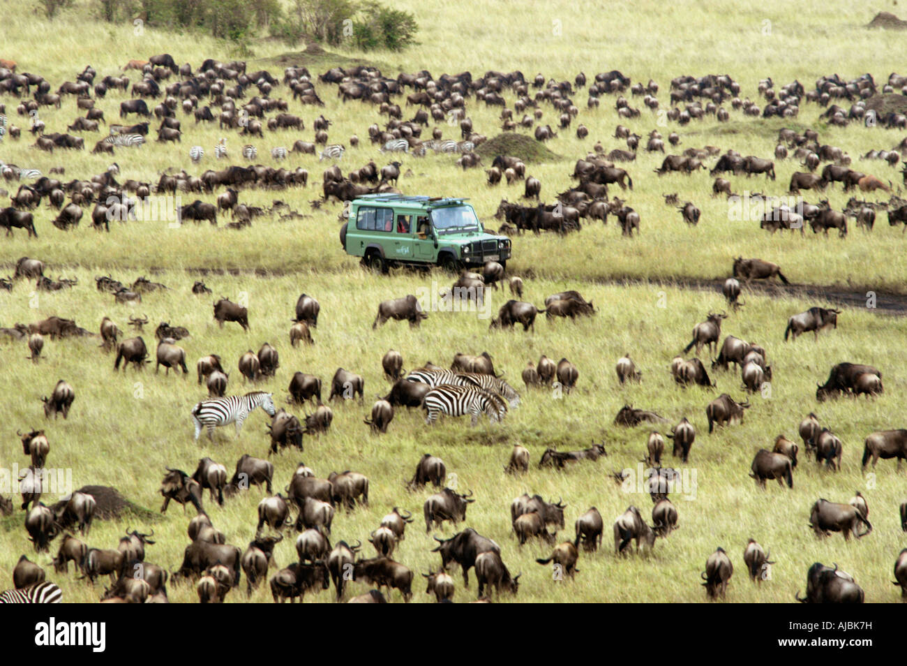 4X4 di guida attraverso il pascolo di una mandria di gnu blu (Connochaetes taurinus) e Burchell's Zebra (Equus burchellii) Foto Stock