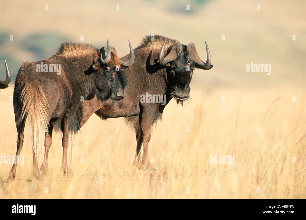 Nero (Gnu Connochaetes gnou) Coppia in piedi la Bushveld Foto Stock