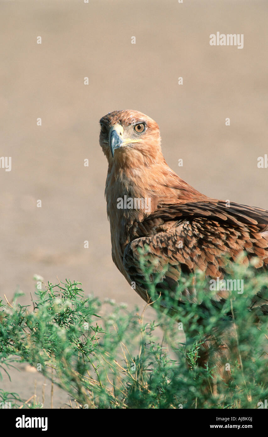 Ritratto di un Allocco Eagle (Aquila rapax) arroccato in una struttura ad albero Foto Stock