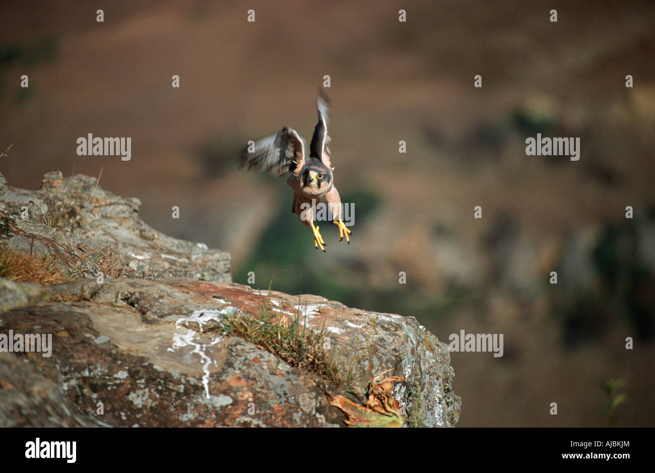Lanner Falcon (Falco biarmicus) prendendo il largo da una roccia Foto Stock