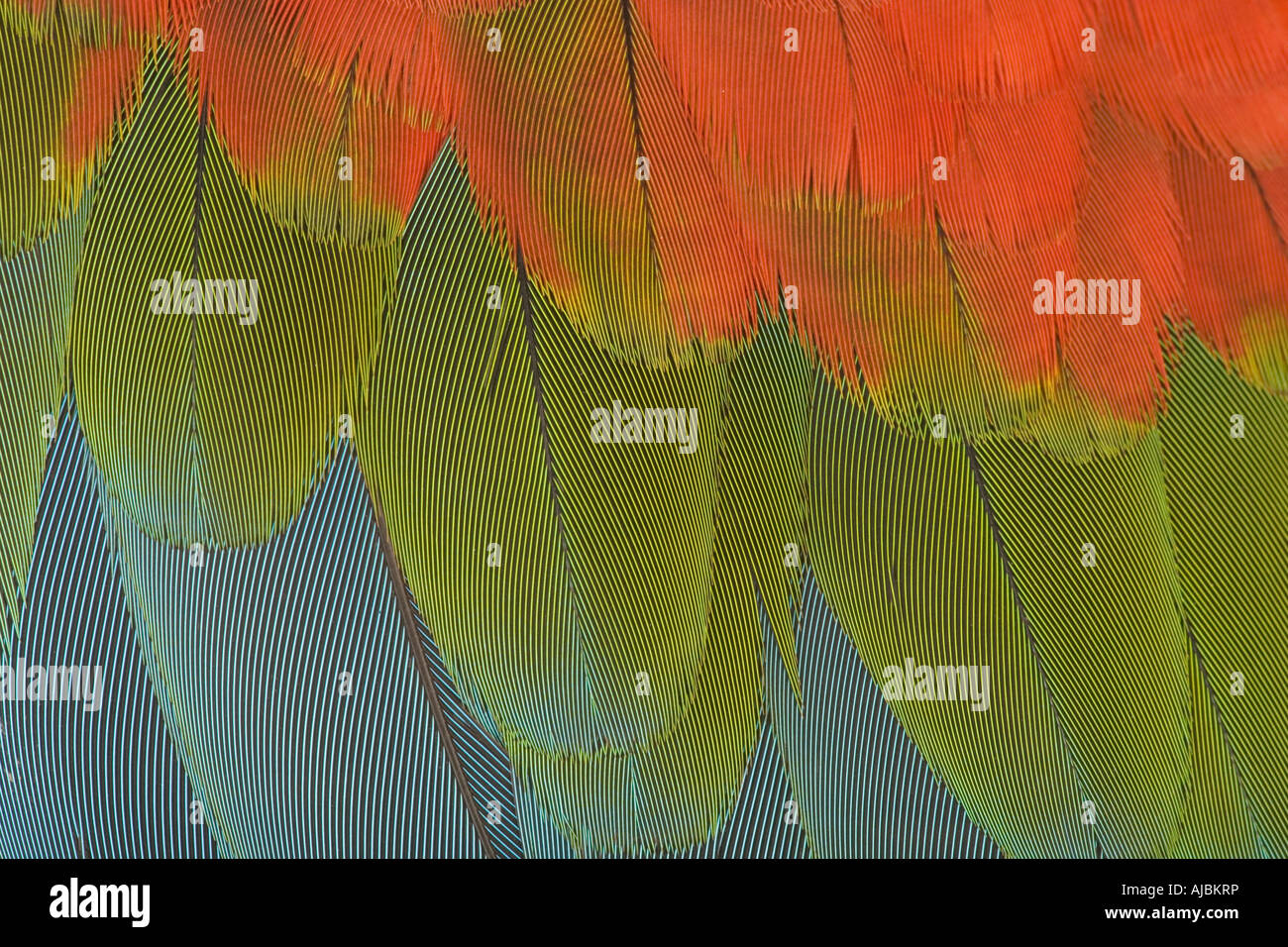 Extreme Close-up di un'ala di Green-Winged Macaw (Ara chloroptera) Foto Stock