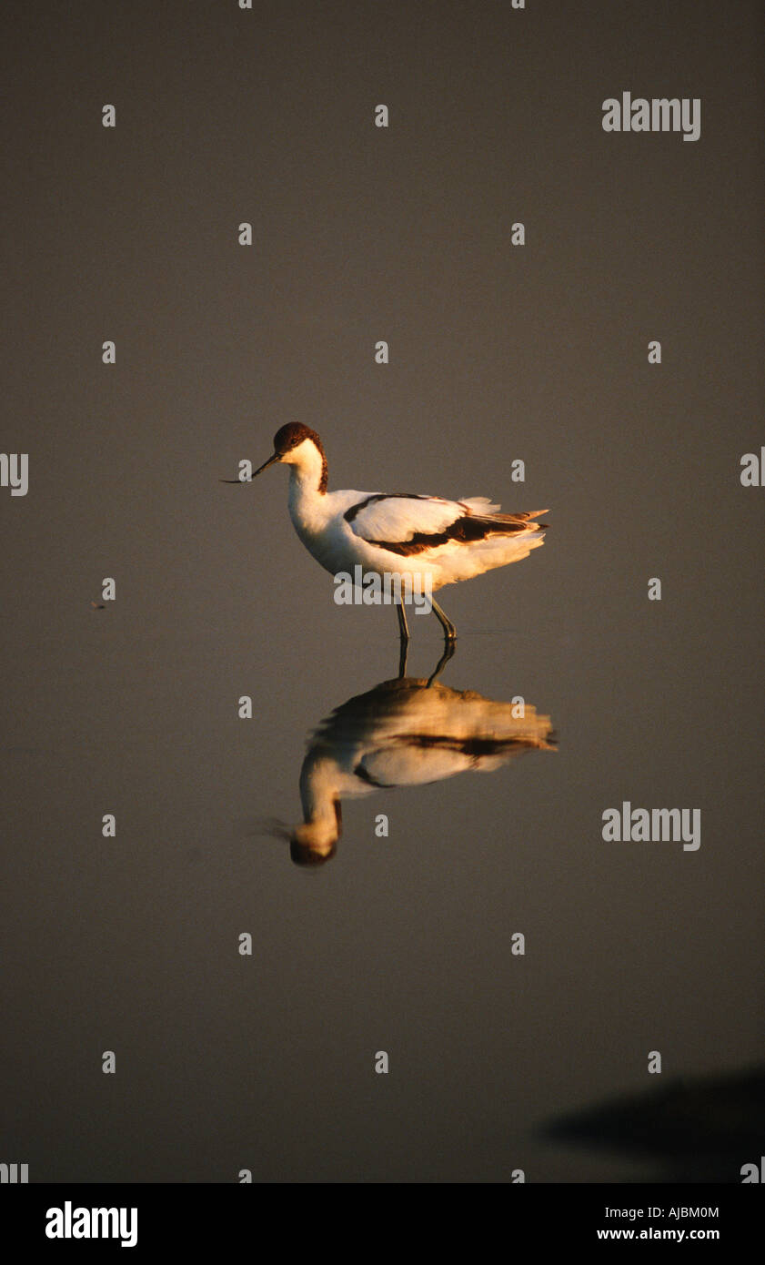 La riflessione di un pied Avocet (Recurvirostra avosetta) in acqua Foto Stock