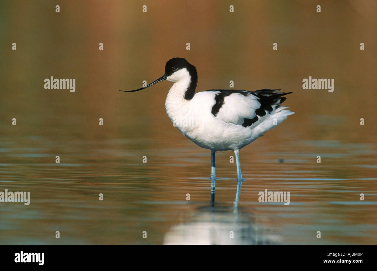 La riflessione di un pied Avocet (Recurvirostra avosetta) in fondali bassi Foto Stock