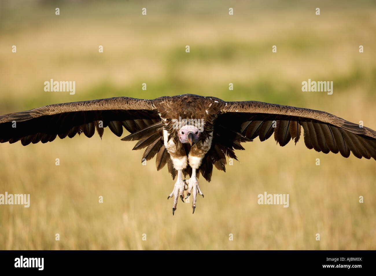 Lappet-Face Vulture (Torgus tracheliotus) in volo Foto Stock