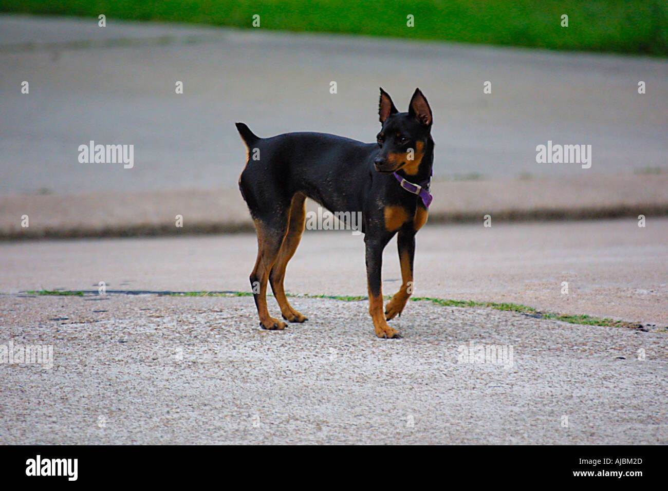 Miniature pinscher cugina di Doberman Pinschers orgogliosa e aggressiva Little Dog Foto Stock