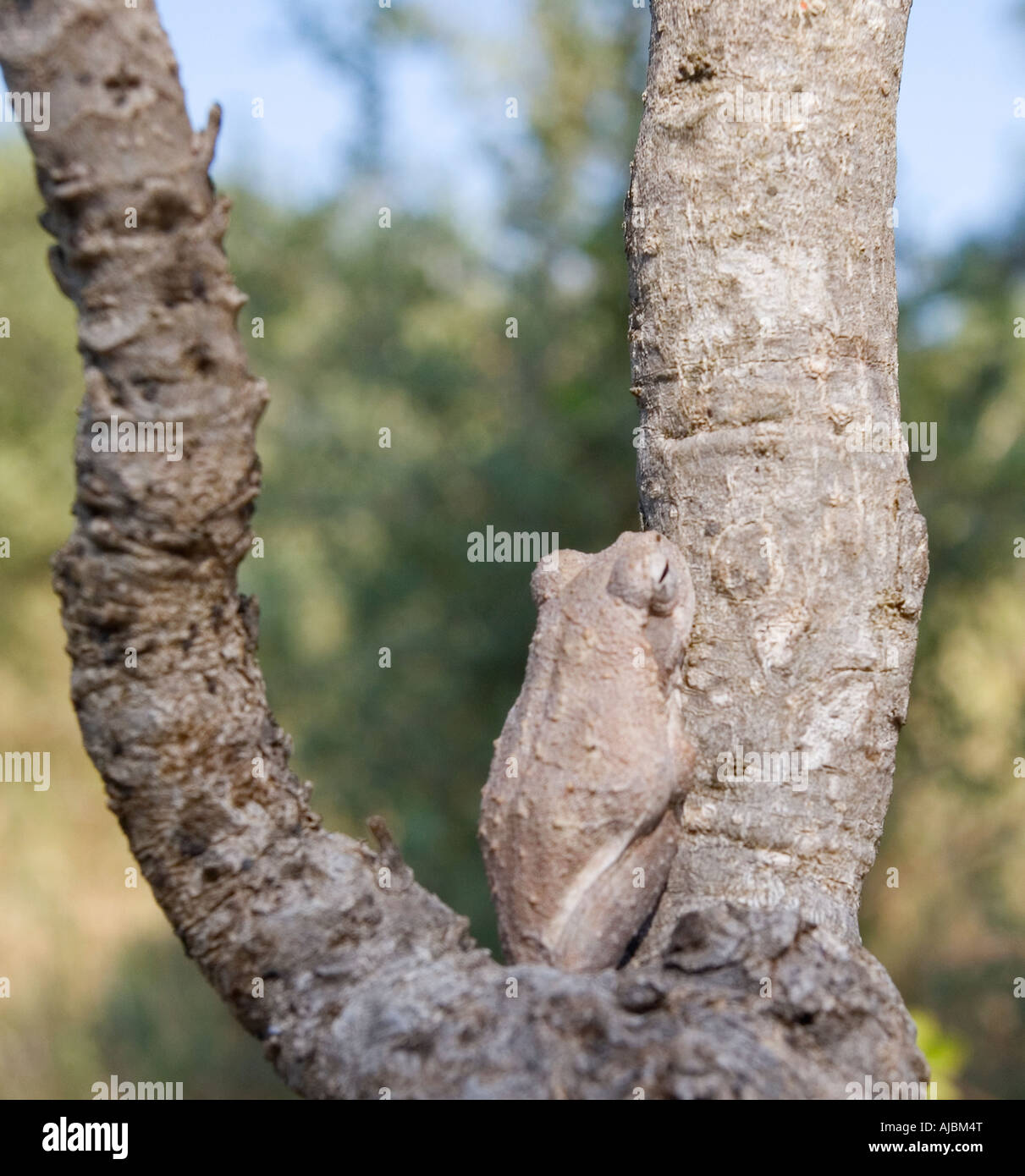 Raganella mimetizzata in una struttura ad albero Foto Stock